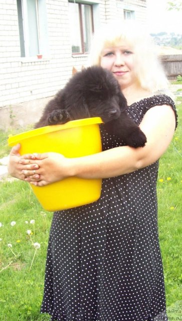 Фото: Анна Портнякова, ньюфаундленд Задушевный Друг