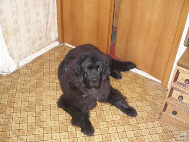 Фото: ньюфаундленд Челенджер