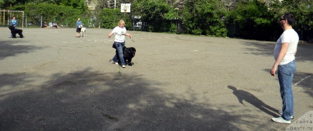 Фото: ньюфаундленд Сент Джонс Тендер Кисс оф Элли (Sent Djons Tender Kiss of Elly)