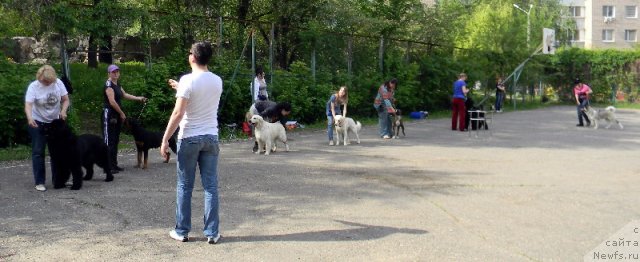 Фото: ньюфаундленд Сент Джонс Тендер Кисс оф Элли (Sent Djons Tender Kiss of Elly)