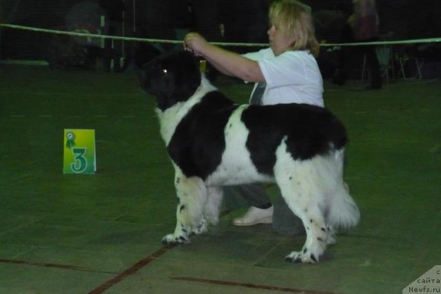 Фото: ньюфаундленд Веснушка на Счастье (Vesnushka na Shastie), Елена Заборова (Брехина)