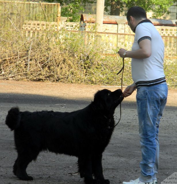 Фото: ньюфаундленд Сент Джонс Тендер Кисс оф Элли (Sent Djons Tender Kiss of Elly)