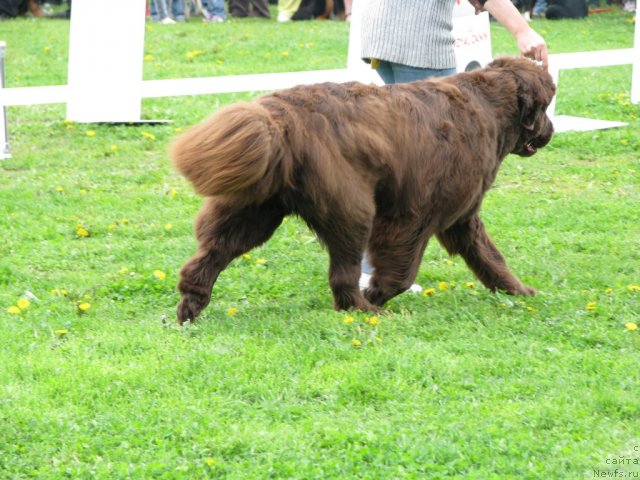 Фото: ньюфаундленд Фанньюф Госпожа Удача (Funnewf Gospozha Udacha)