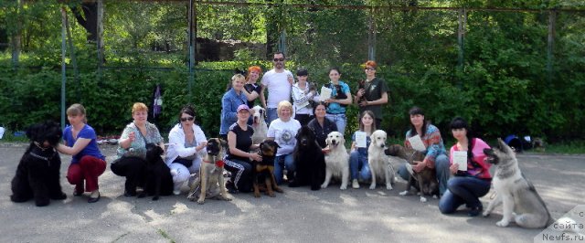 Фото: ньюфаундленд Сент Джонс Тендер Кисс оф Элли (Sent Djons Tender Kiss of Elly)