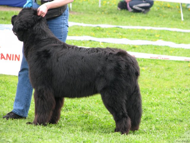 Фото: ньюфаундленд Фанньюф Улетная Девчонка (Funnewf Uletnaya Devchenka)