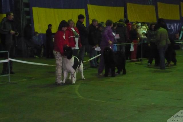 Фото: ньюфаундленд Веснушка на Счастье (Vesnushka na Shastie)