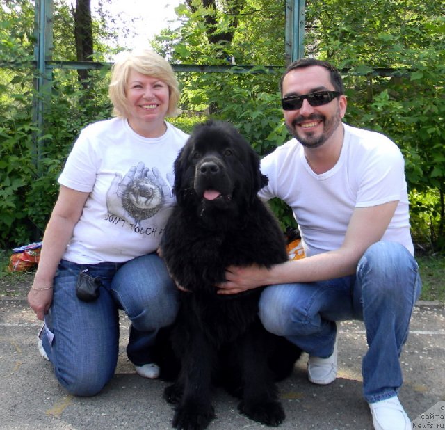 Фото: Ирина Григорьева, ньюфаундленд Сент Джонс Тендер Кисс оф Элли (Sent Djons Tender Kiss of Elly), преподаватель хендлинга Виталий Бельский