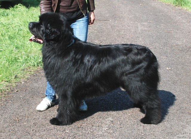 Фото: ньюфаундленд Плюшевая Панда Викар (Plushevaya Panda Vikar)