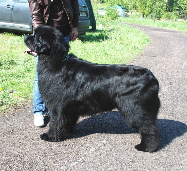 Фото: ньюфаундленд Плюшевая Панда Викар (Plushevaya Panda Vikar)