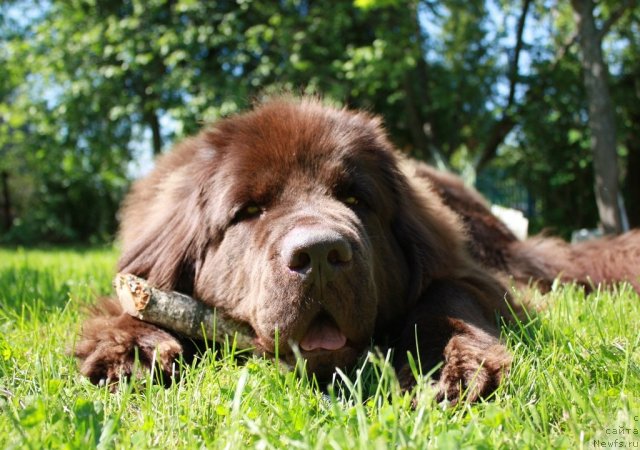Фото: ньюфаундленд Черный Шарм Ангельская Красота (Chernyi Sharm Angel'skaya Krasota)