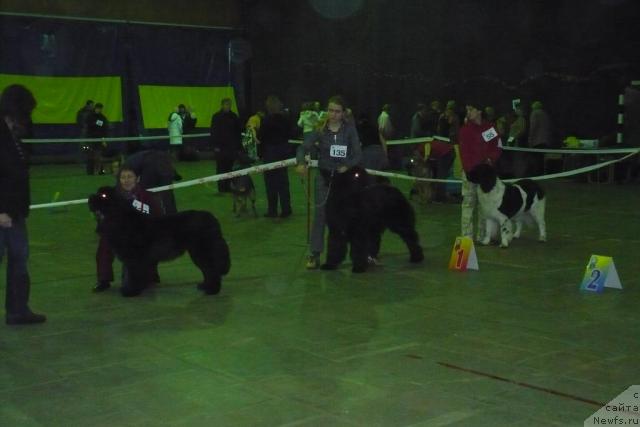 Фото: ньюфаундленд О Блек Диамонд Литтл Беар (O Black Diamond Little Bear), ньюфаундленд Веснушка на Счастье (Vesnushka na Shastie)