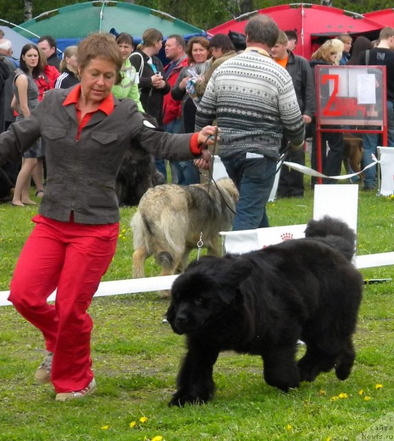 Фото: Татьяна Яковлева, ньюфаундленд Fairweathers Rare and Precious