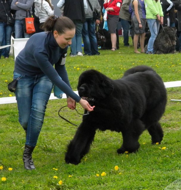 Фото: ньюфаундленд King of Helluland Ice Queen, Екатерина Сморыго