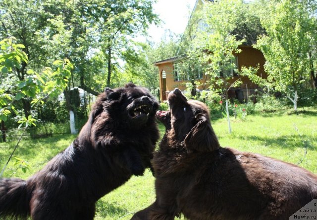 Фото: ньюфаундленд Чанси из Золотого Треугольника, ньюфаундленд Черный Шарм Ангельская Красота (Chernyi Sharm Angel'skaya Krasota)