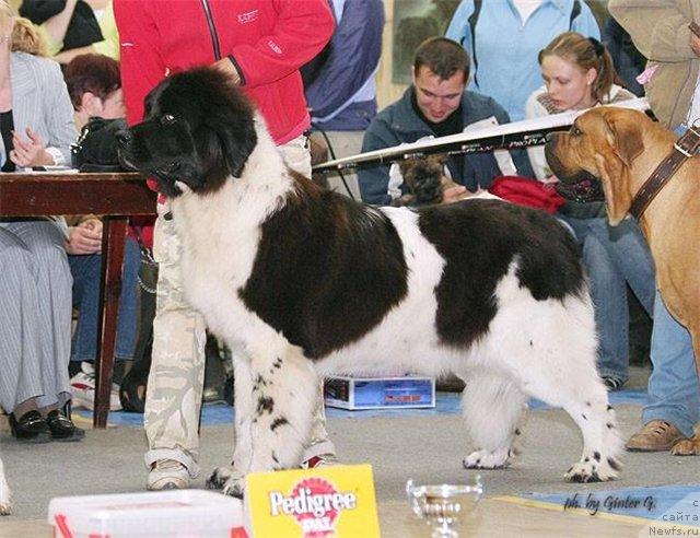 Фото: ньюфаундленд Веснушка на Счастье (Vesnushka na Shastie)