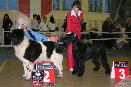 Фото: ньюфаундленд Веснушка на Счастье (Vesnushka na Shastie)