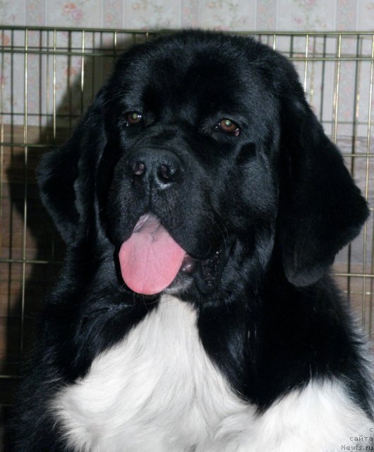 Фото: ньюфаундленд Старбимовлав Гардемарин