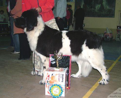 Фото: ньюфаундленд Веснушка на Счастье (Vesnushka na Shastie)