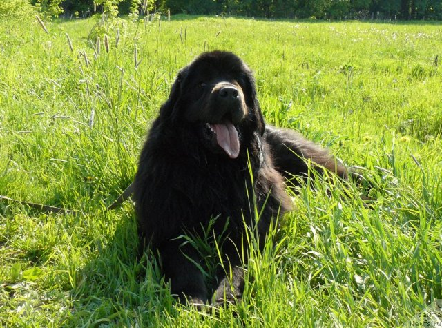 Фото: ньюфаундленд Пчёлкин Дом Дикая Орхидея (Pchiolkin Dom Dikaya Orhideya)
