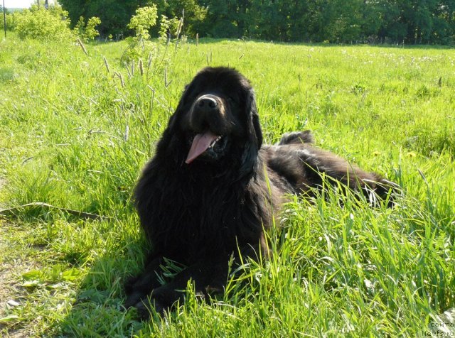 Фото: ньюфаундленд Пчёлкин Дом Дикая Орхидея (Pchiolkin Dom Dikaya Orhideya)