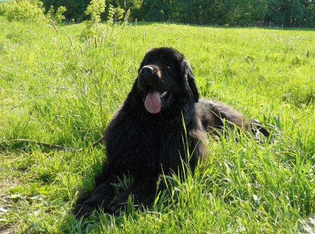 Фото: ньюфаундленд Пчёлкин Дом Дикая Орхидея (Pchiolkin Dom Dikaya Orhideya)