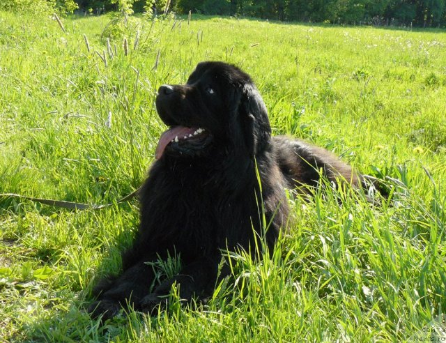 Фото: ньюфаундленд Пчёлкин Дом Дикая Орхидея (Pchiolkin Dom Dikaya Orhideya)