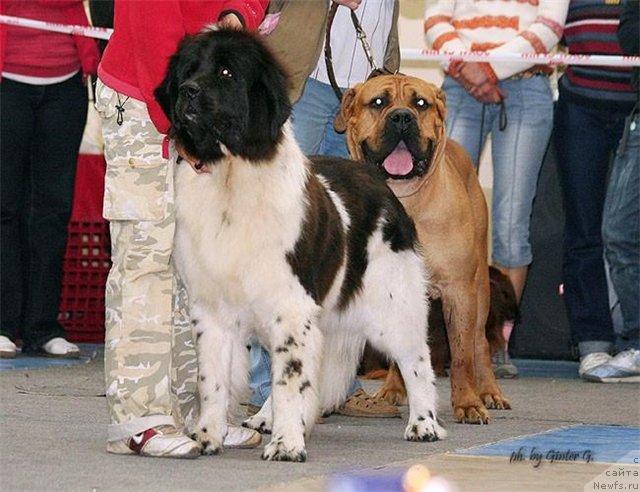 Фото: ньюфаундленд Веснушка на Счастье (Vesnushka na Shastie)