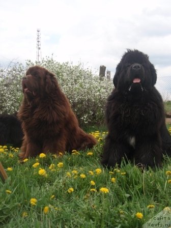 Фото: ньюфаундленд Супер Премиум Брабус, ньюфаундленд King of Helluland I'm Precious