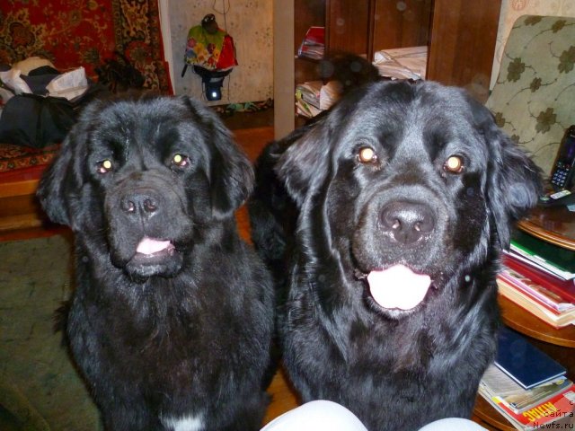 Фото: ньюфаундленд Рестайлинг Фром Шипмэн, ньюфаундленд Бонни Флайт