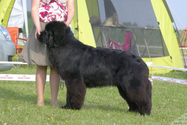 Фото: ньюфаундленд Kind Heart Midnight Bear