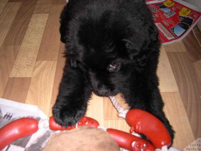 Фото: ньюфаундленд Ван Лен Тайм Венсан Великолепный