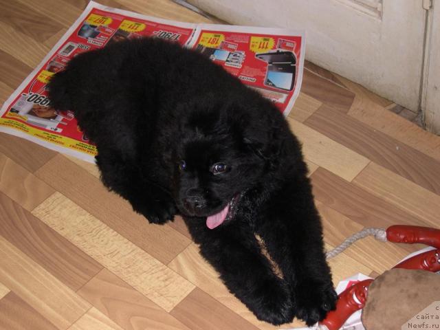 Фото: ньюфаундленд Ван Лен Тайм Венсан Великолепный