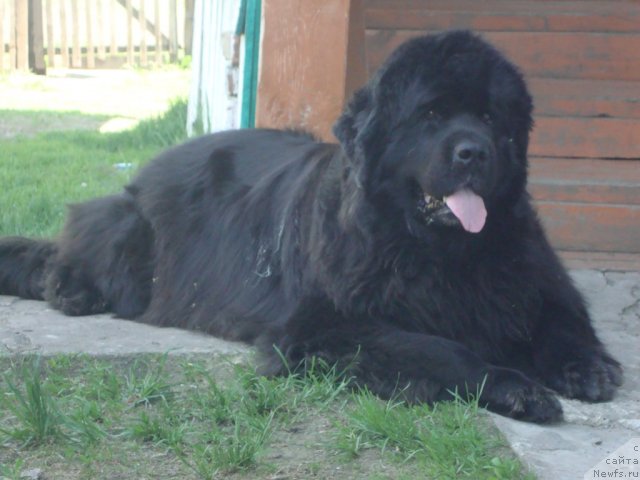 Фото: ньюфаундленд Ривьера от Сибирского Медведя