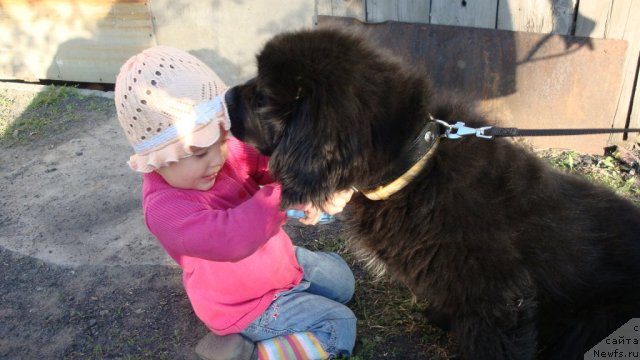 Фото: ньюфаундленд Супер Премиум Звездочет