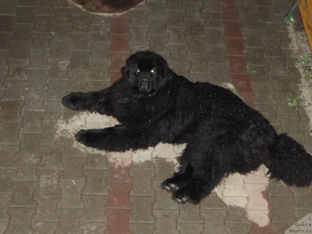 Фото: ньюфаундленд Баловень Судьбы