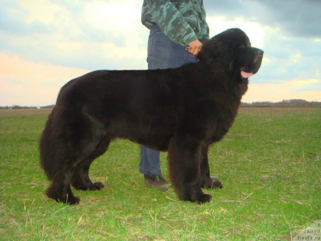 Фото: ньюфаундленд Уютная Долина Андрос Гриф