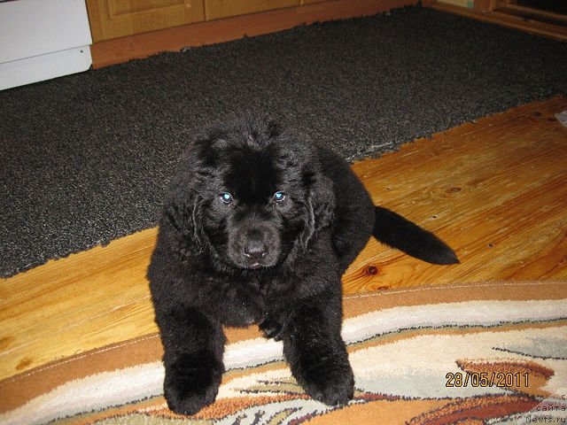 Фото: ньюфаундленд Знатный Красавец