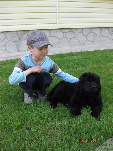 Фото: ньюфаундленд Знатный Красавец