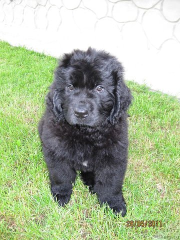 Фото: ньюфаундленд Знатный Красавец