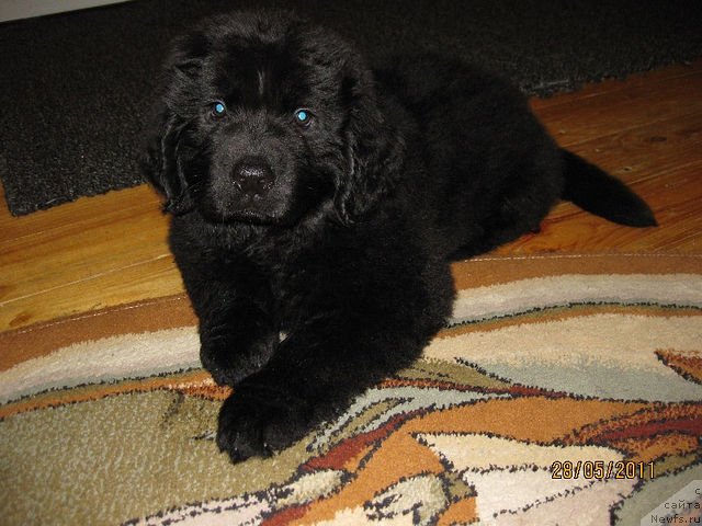 Фото: ньюфаундленд Знатный Красавец