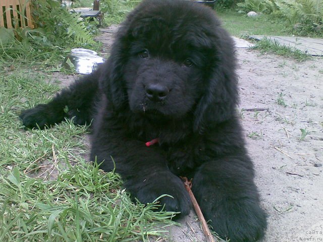 Фото: ньюфаундленд Живая Легенда
