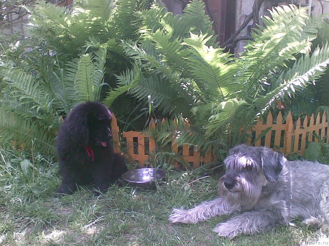 Фото: ньюфаундленд Живая Легенда