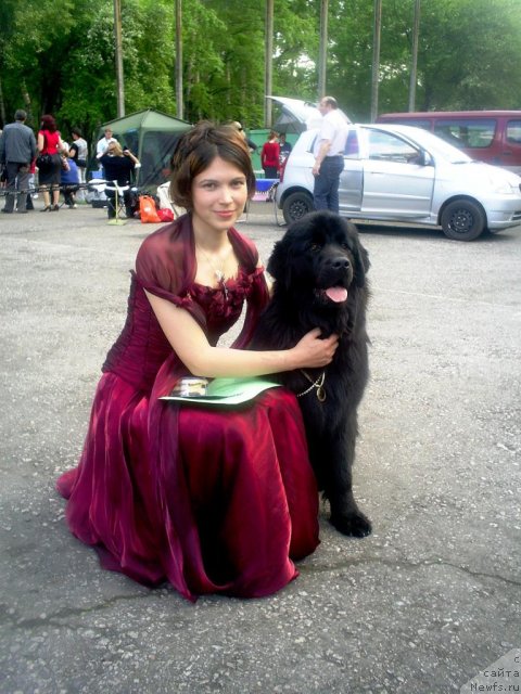 Фото: ньюфаундленд Их Высочество Виола Жанмоника (Ih Visochestvo Viola Zhanmonika), Людмила Кудрявцева