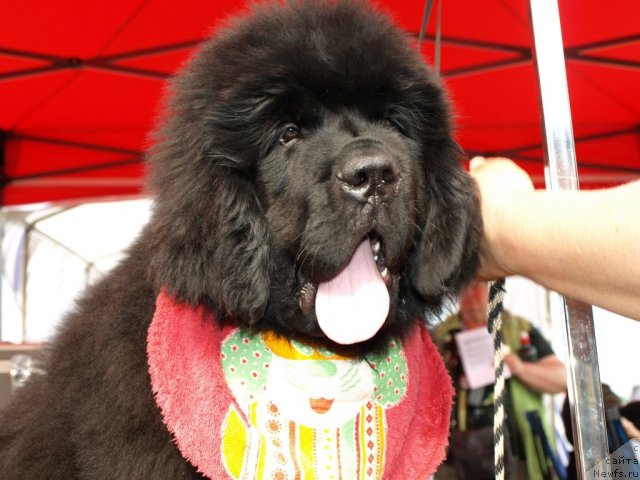 Фотография № 68517