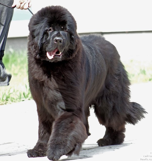 Фото: ньюфаундленд Маркиза из Медвежьего Яра