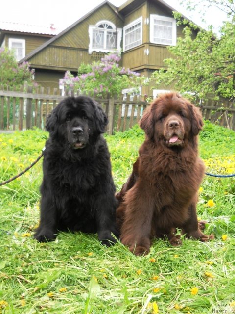 Фото: ньюфаундленд Арабелла Дочь Вивата, ньюфаундленд Фанньюф Акудзява Назаровна