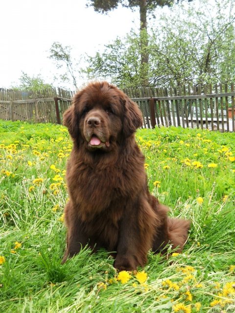 Фото: ньюфаундленд Фанньюф Акудзява Назаровна