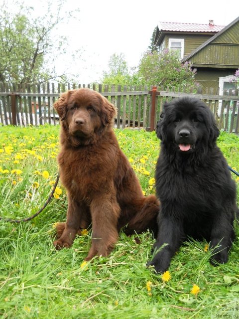 Фото: ньюфаундленд Фанньюф Альфелина Бледанс, ньюфаундленд Фанньюф Анна Барбара Иулия