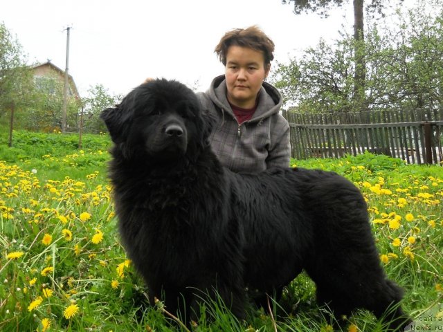 Фото: ньюфаундленд Фанньюф Альфелина Бледанс