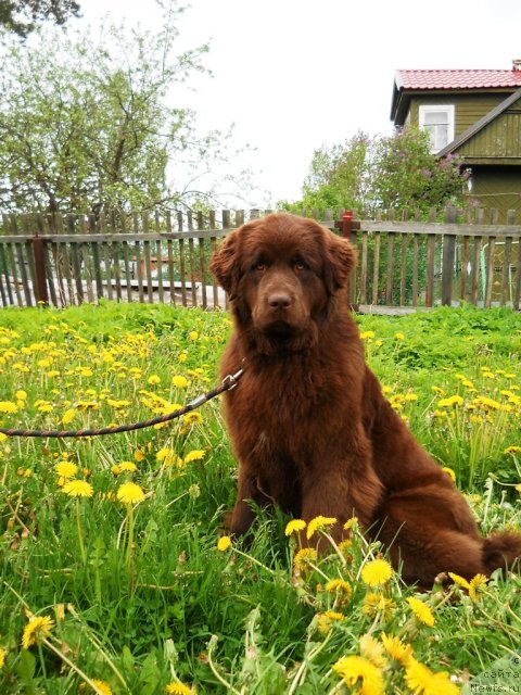 Фото: ньюфаундленд Фанньюф Анна Барбара Иулия